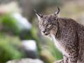 Un lince en el Parque Natural de la Sierra de Andújar, Jaén