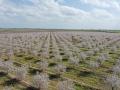 Plantación de almendros