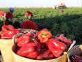 Pimientos rojos