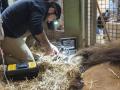 Intervención veterinaria a Lubango en las instalaciones interiores del BIOPARC, Valencia