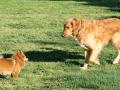 Perros paseando en un parque de Madrid