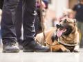 Hay asociaciones que se encargan de tramitar las adopciones a perros jubilados