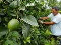 Recogida de limones en Murcia