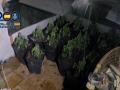 Plantas de marihuana descubiertas por la Policía Nacional