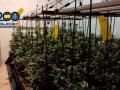 Plantas de marihuana confiscadas en la operación policial