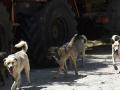 Perros en la zona de Chernobyl