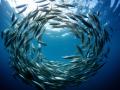 Banco de salmones