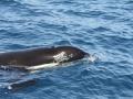 Orcas en aguas del Estrecho de Gibraltar