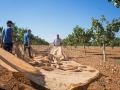 Recogida de pistacho en una finca de Castilla-La Mancha