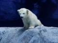 Nur es la primera cría de oso Polar en Hispanoamérica