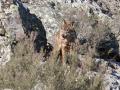 Un lobo ibérico del Centro del Lobo Ibérico en localidad de Robledo de Sanabria, en plena Sierra de la Culebra