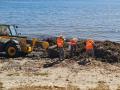 Operarios retiran algas de una playa gaditana