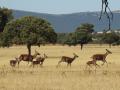 Ciervos en el Parque Nacional de Cabañeros