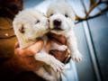 Fotografía cedida por la empresa Colossal Biosciences de los dos cachorros de lobo huargo, Rómulo y Remo, de un mes de edad nacidos el 1 de octubre de 2024