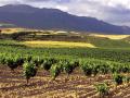 Viñedo en la Rioja Alavesa