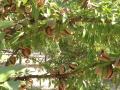 Almendras en el árbol