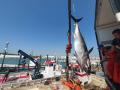 Primera 'levantá' del atún rojo en la almadraba de Barbate.