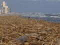 Toneladas de cañas arrastradas hasta la playa de Marianet, en Valencia