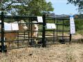 Exposición de ganado bovino en el SI Campo y Festival del Campo, en el Hipódromo de la Zarzuela