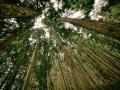 Imagen de un bosque