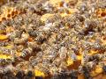 Abejas en un panal
