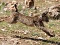 Un lince en libertad