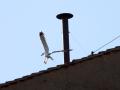 Una gaviota se posa en el tejado de la Capilla Sixtina