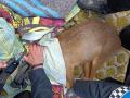El corzo, atendido por la Policía Municipal y veterinarios del CRAS en Valladolid
