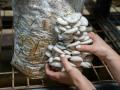 Setas de las que se obtienen films biodegradables