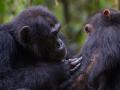 Acicalamiento social entre dos chimpancés en el bosque de Budongo.

REMITIDA / HANDOUT por ELODIE FREYMANN
Fotografía remitida a medios de comunicación exclusivamente para ilustrar la noticia a la que hace referencia la imagen, y citando la procedencia de la imagen en la firma
14/5/2025