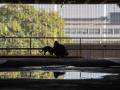 Una persona con un perro en el parking abandonado de la T2 del aeropuerto del Prat, en 2022