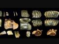Restos arqueológicos relacionados con Homo erectus hallados bajo el agua en Java