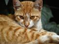 Gato naranja