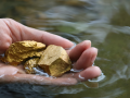 Primer plano de una mano sosteniendo oro en un río