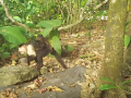 Un mono roba a la cría de otra especie