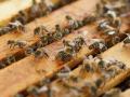 Abejas en una colmena