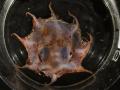 El pulpo flapjack de Carnarvon es un pulpo gelatinoso de aguas profundas que crece hasta alcanzar unos 4 centímetros de diámetro