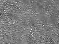 Células madre hematopoyéticas de ratón cultivadas en el día 12, lo que permite estudiar su biología en etapas muy tempranas