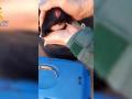 Fotograma del cachorro de perro sin cola - Guardia Civil