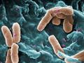 Pseudomonas aeruginosa al microscopio electrónico de barrido, con falso color