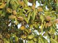 Almendra en la Comunidad Valenciana