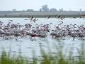 Flamencos en la laguna de Pétrola