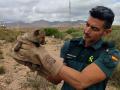 Pequeño zorro rescatado en las obras del AVE en la provincia de Almería

REMITIDA / HANDOUT por GUARDIA CIVIL
Fotografía remitida a medios de comunicación exclusivamente para ilustrar la noticia a la que hace referencia la imagen, y citando la procedencia de la imagen en la firma
05/6/2025
