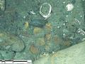 Zona de tesoros en la sección de babor de la popa, que muestra las caras anversas y reversas de las monedas, tal y como fueron observadas en el fondo marino