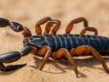 Ilustración de un escorpión en el desierto