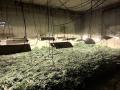 Una de las tres plantación incautadas por la Guardia Civil en Albacete