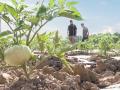 Madrid fusiona agricultura e ingeniería para impulsar el campo