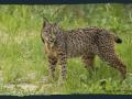 Ejemplar de lince ibérico