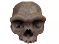 El cráneo casi completo recuperado de un pozo en Harbin, China, data de al menos 146.000 años atrás