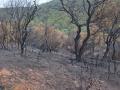 Superficie quemada en el incendio forestal de Trassierra